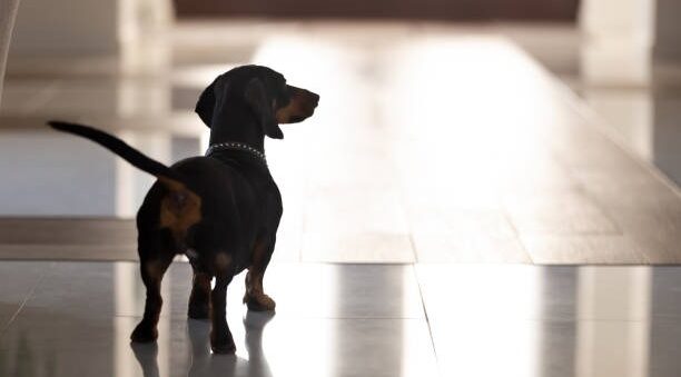 idosa agride cachorro campinas