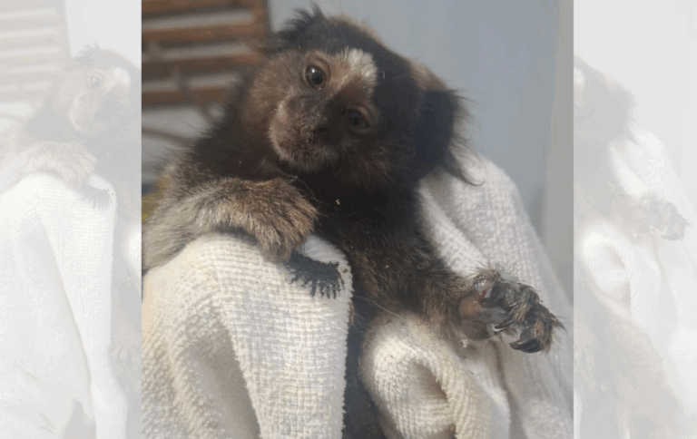 macaquinho sagui patas feridas campinas