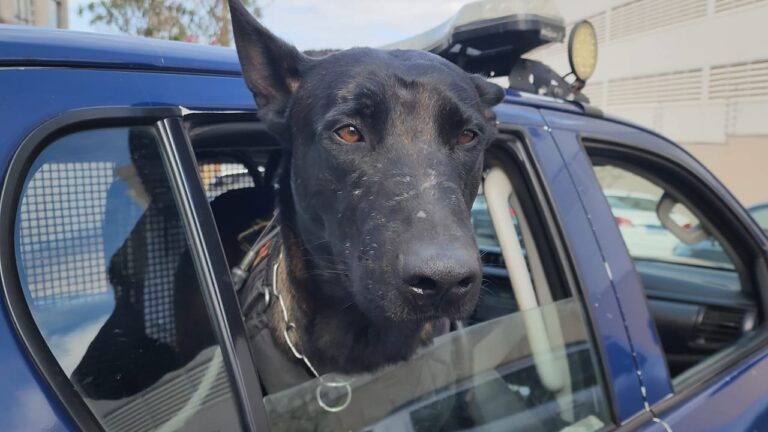 Cão farejador encontra drogas em Limeira