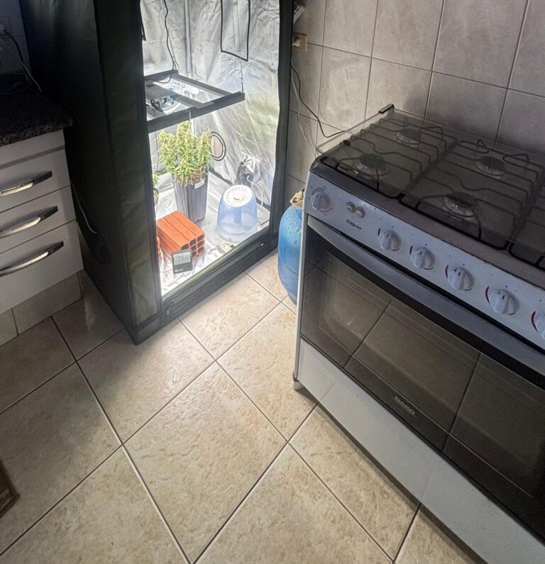 estufa maconha piracicaba casal preso