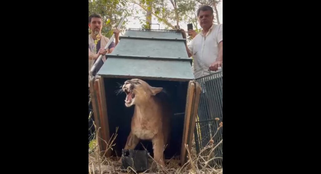 onça é solta em Vinhedo