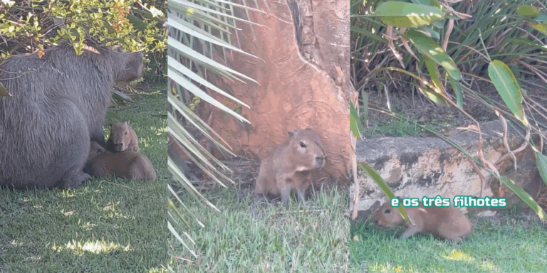 Capivara com filhotes mobiliza resgate em Americana