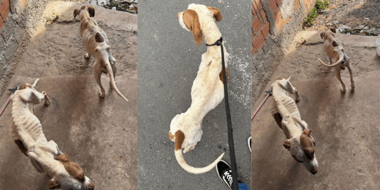 Homem é preso em flagrante por maus-tratos a cães em Campinas