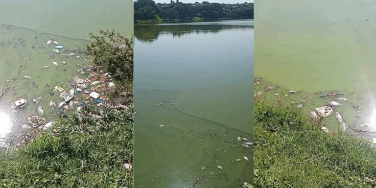 Peixes mortos na Lagoa do São Domingos revoltam moradores do Campo Belo, em Campinas